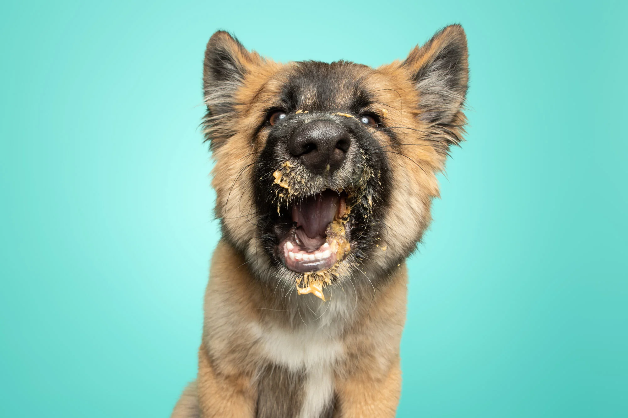 German shepherd peanut butter best sale